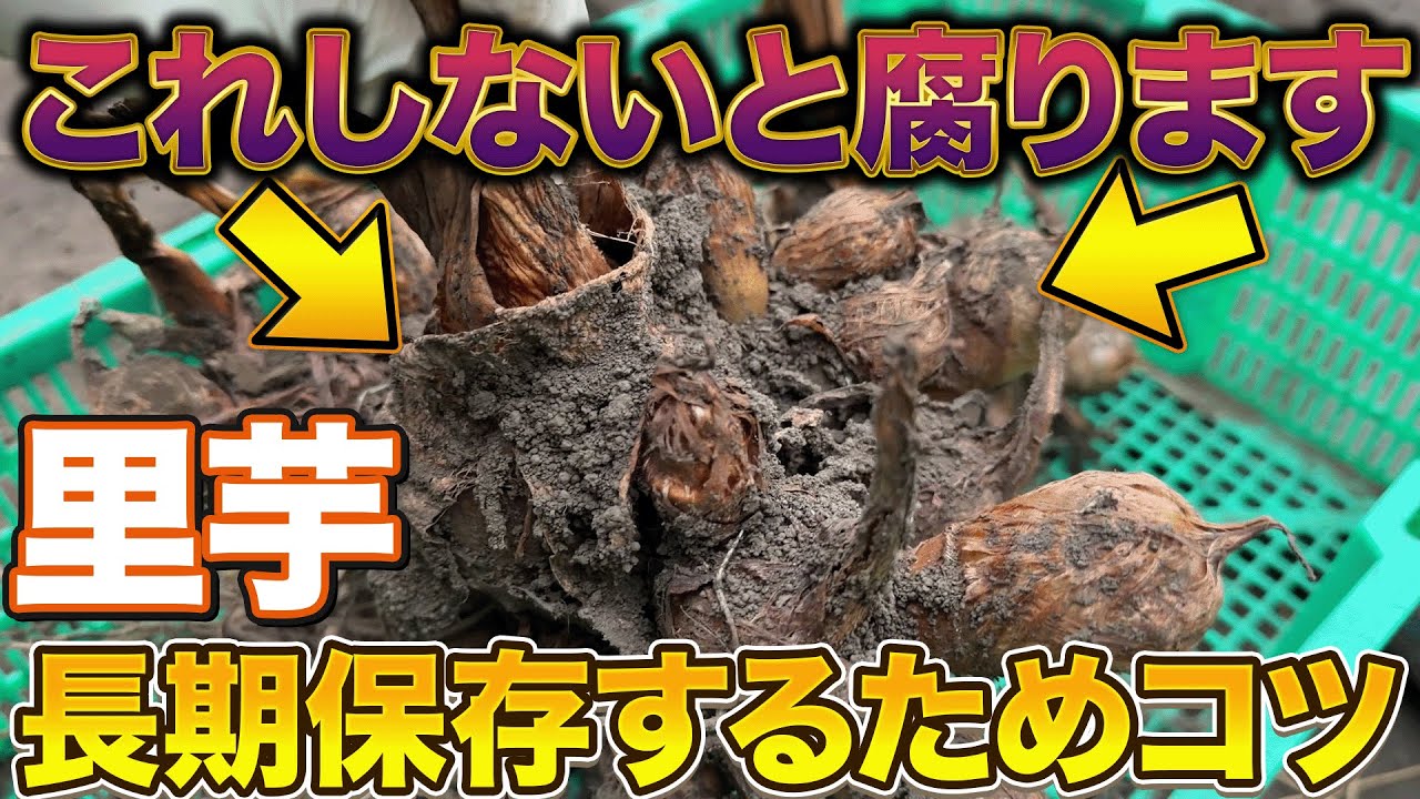 里芋※購入されないようご注意ください 里芋※購入されないようご注意ください 里芋※購入されないようご注意