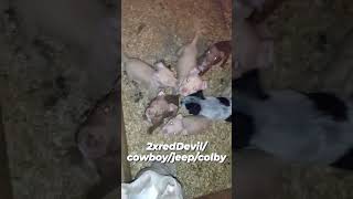 Apbt Puppies Available .