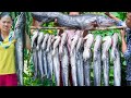 Cooking Biggest Fish WALLAGO ATTU with Ginger & Preserved Sweet Soy Bean Recipe -  Donation Food