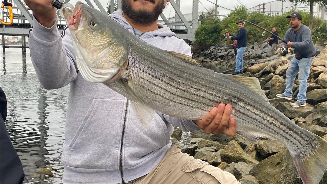 Striped bass cape cod canal part #1 - YouTube