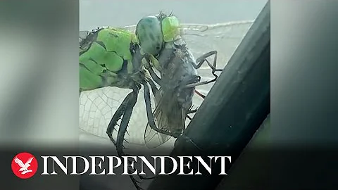 'I'm disgusted': Dragonfly devours horse-fly in gruesome video - DayDayNews