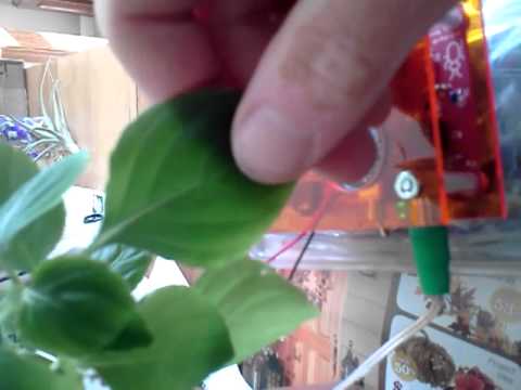 Plant sounds