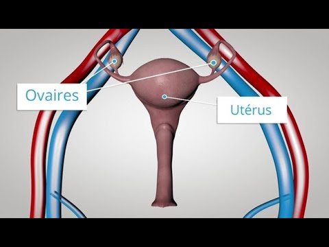 Vídeo: Qui ha de prendre progesterona?