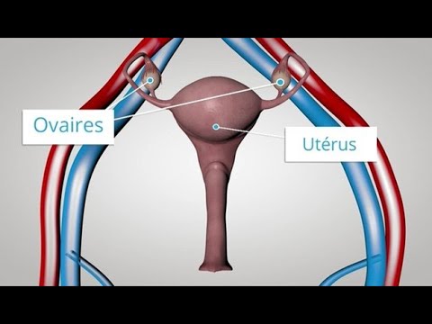 Vidéo: La beauté des femmes est le niveau d'oestrogène