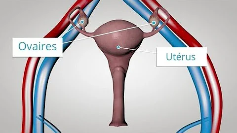 Comment se nomment les hormones qui contrôlent l'activité des glandes sexuelles ?