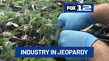 Federal funding bill threatens Oregon hemp industry with Schedule I reclassification