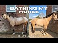 Bathing my horse amazing transformation