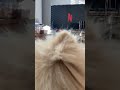 ネトフリつけたら4Dだったちびポメ #ポメラニアン