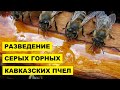 Разведение Серых Горных Кавказских пчел как бизнес идея | Серая горная кавказская пчела