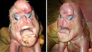Terrifying Hybrid Animals Created By Scientist You Won' Believe Exist