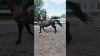 Обычная жизнь конников #лошади #horse #лошадь #меленки #лайк #природа #конныйКлубАЛИР
