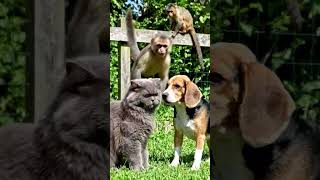 monkey  and dog  are laughing  😃 #shortvideo #aivideo #