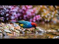 ?? LIVE 24/7: Relaxing Piano & Gentle Birds ?? Focus Music for Study & Calm Mind