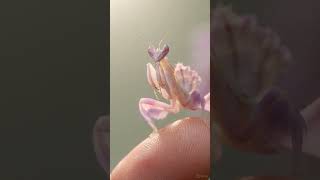 This Tiny “Flower” Is Actually a Predator 🦗 | 8K Macro #Macro #OrchidMantis #TinyWorld
