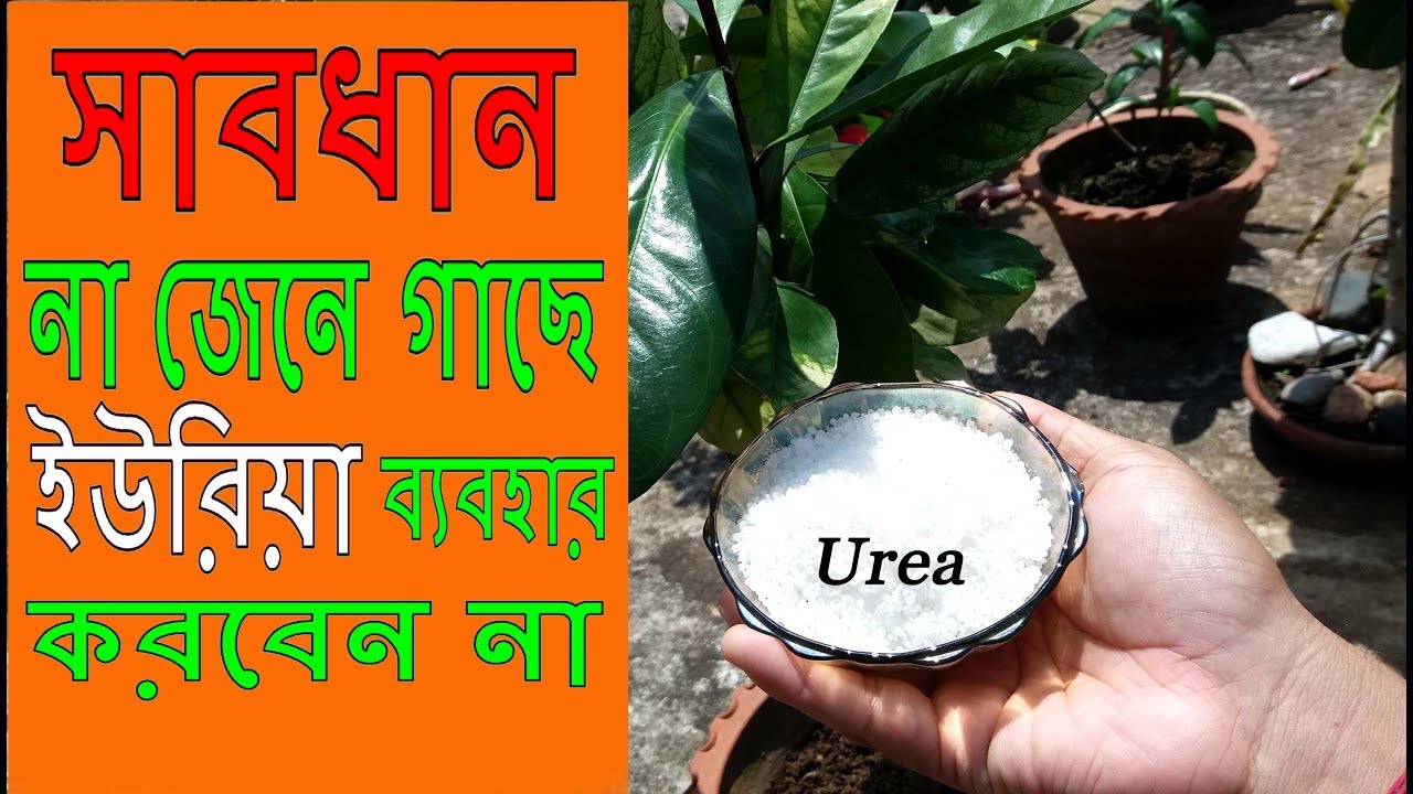 ইউরিয়ার সঠিক ব্যবহার পদ্ধতি // How to use Urea Properly YouTube