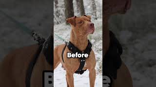 3 Dogs That Can Detect Diseases