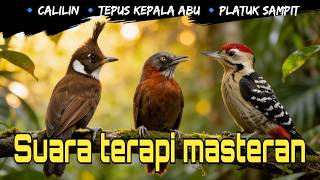 SUARA TERAPI MASTERAN | PLATUK SAMPIT | TEPUS KEPALA ABU | CALILIN 