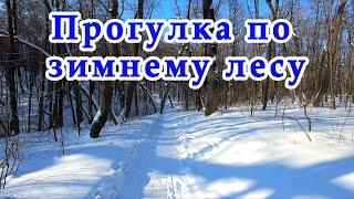 Прогулка По Зимнему Лесу