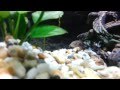 My first Corydoras in my first proper aquarium