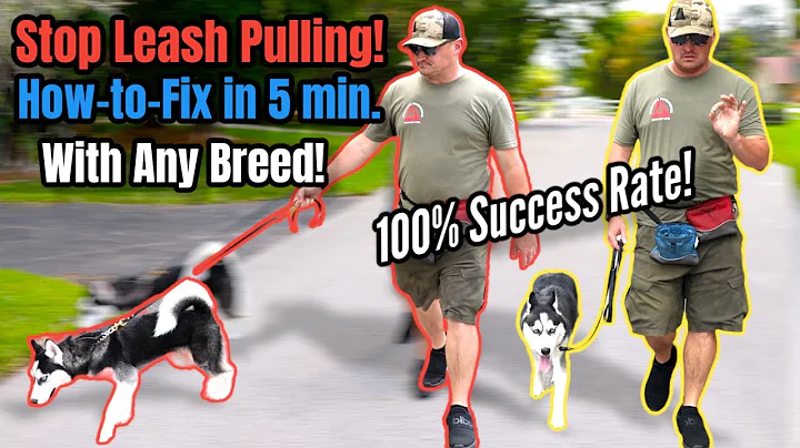 STOP Leash Pulling with ANY BREED Right NOW!  SO EASY! - DayDayNews