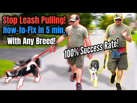 STOP Leash Pulling with ANY BREED Right NOW! SO EASY!