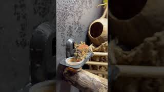 When geckos come to the table!