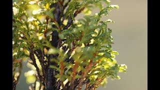 津山ヒノキ／Caring for “Tsuyama Cypress” - YouTube