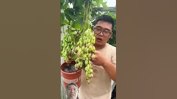 cách trồng nho ghép trong chậu cây ty nhỏ nhưng trái thật nhiều