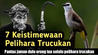 Mitos dan Manfaat Pelihara Burung Trucukan