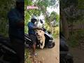 ඇට්ටරයා කාලේ ඉදම් බතලයාට රථගාය එමටයි ළමයි 😁🐶 #goldenretriever #trendingshorts #petlovers #love 😚