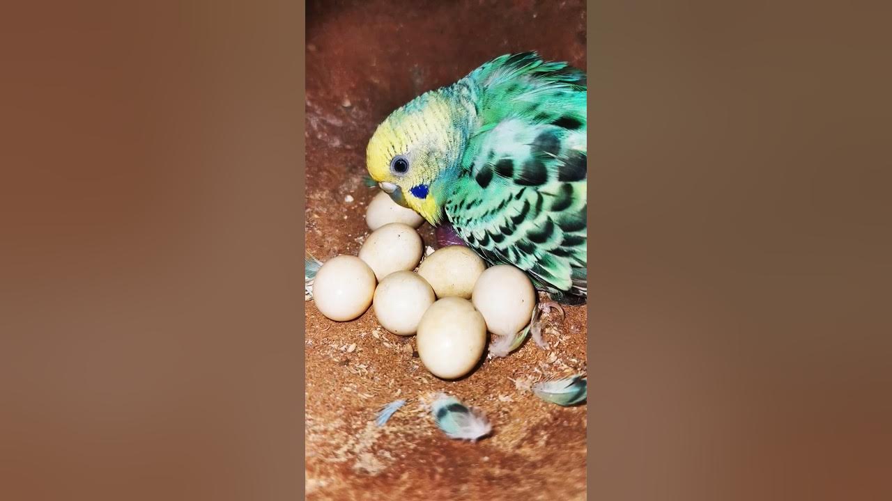Budgies Egg hatching 🐣Love birds eggs hatching pettalkies budgies 