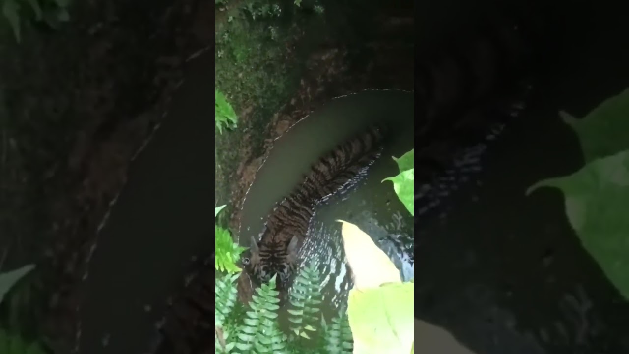 രാവിലെ അതിഥി ഒരെണ്ണം കിണറ്റിൽ #keralaforest #kaduva #wildanimals #verydenguras #