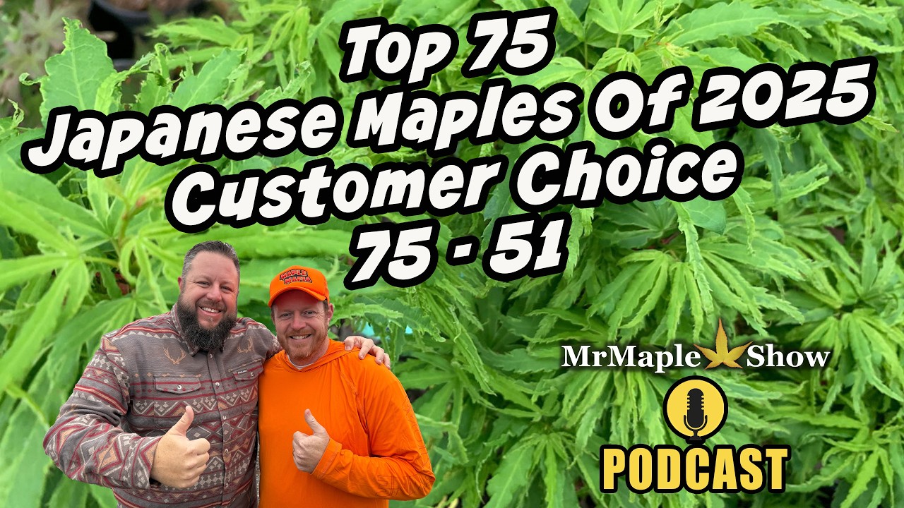Top 75 Japanese Maples of 2025 (Customer's Choice!) | #75–51