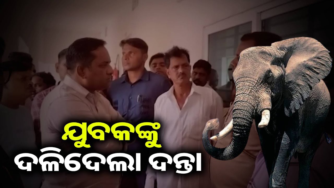 elephant