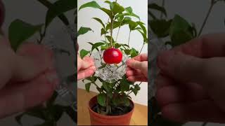 Crazy Fruit Shapes Trick #shorts #AnshpreetAiAnimations