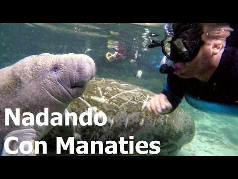 Vídeo: Cómo Nadar Con Los Manatíes En Crystal River Y Sus Alrededores