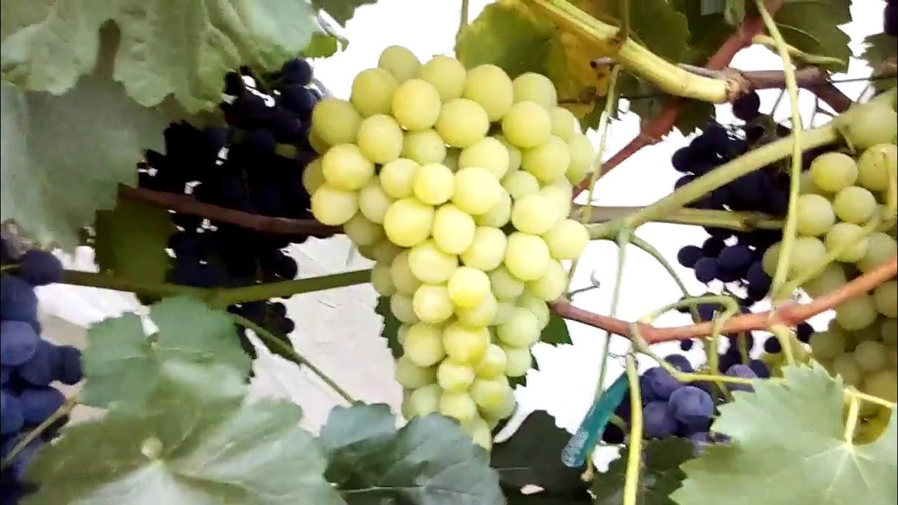 Картинки ВИНОГРАД МАША