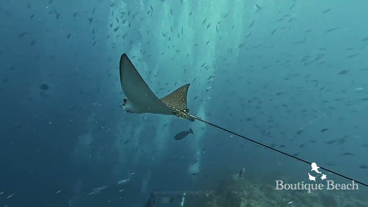 13.01.26 - Dives at Kudima Wreck, Kudarah Thila & Napoleon Reef near Dhigurah, South Ari - Maldives