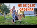 VINE A ENTREGARLA A UN RANCHO HOUSTON TEXAS