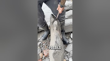 Did you know, you can find FOSSILS at the beach?! @yorkshirefossils #fossil #agate #shorts