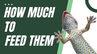 How Much To Feed Leopard Geckos (Size And Frequency)