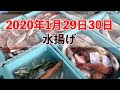 【九鬼町】2020年1月29日30日水揚げ、真鯛・イサギ他