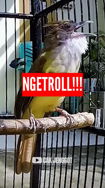 NGETROL TEMBAKAN SUARA CUCAK JENGGGOT GACOR ‼️