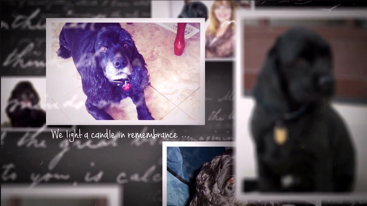 Pet Memorial Templates By Memory Magic