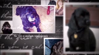 Pet Memorial Templates by Memory Magic