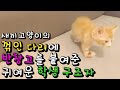 꺽여진 다리에 반창고를 붙여준 착한 마음을 위해 살아나라 아가 아기 고양이 루리 꺽여진 다리에 반창고를 붙여준 착한 마음을 위해 살아나라 아가 아기 고양이 루리