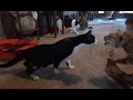 Dogs and Cats Scared of Stuffed Toys Compilation.