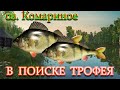 РУССКАЯ РЫБАЛКА 4 (РР4) - КОМАРИНОЕ - В ПОИСКЕ ТРОФЕЙНОГО ОКУНЯ.