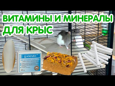 Витамины, биодобавки, мел и минеральный камень для крыс