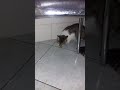 Brazilian shorthair lunching a little mouse の動画、YouTube動画。